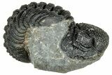 Long, Curled Morocops Trilobite - Morocco #323524-1
